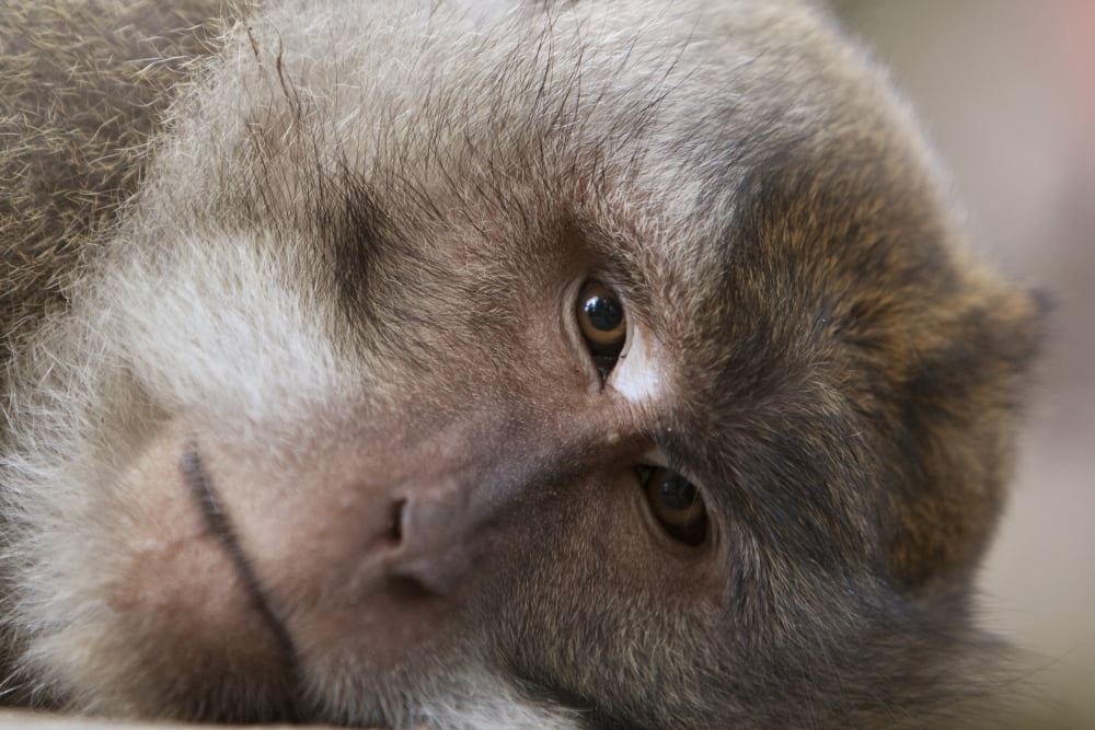 Indonesia Bali Ubud Macaque Relaxing In The Sanctuary Canvas Art - MakenaStockMedia Design Pics (34 x 22)