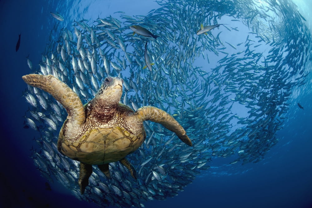 Indonesia Bali A green sea turtle (Chelonia mydas) glides below a school of Bigeye Jacks (Caranx sexfasciatus) Canvas Art - Dave Fleetham Design Pics (19 x 12)