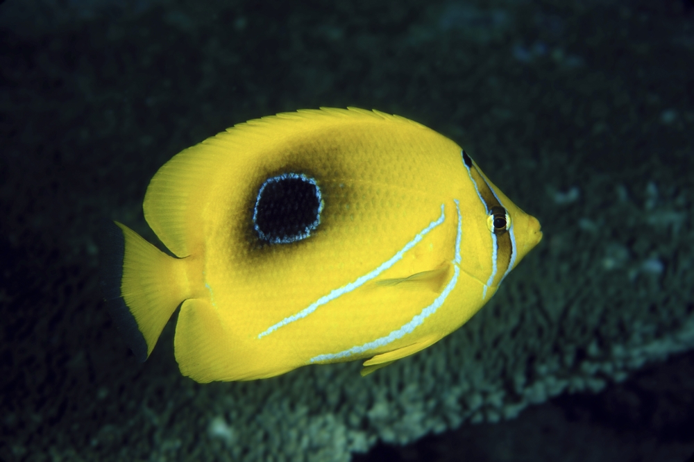 Indonesia Bennetts Butterflyfish (Chaetodon Bennetti) Canvas Art - Dave Fleetham Design Pics (18 x 12)