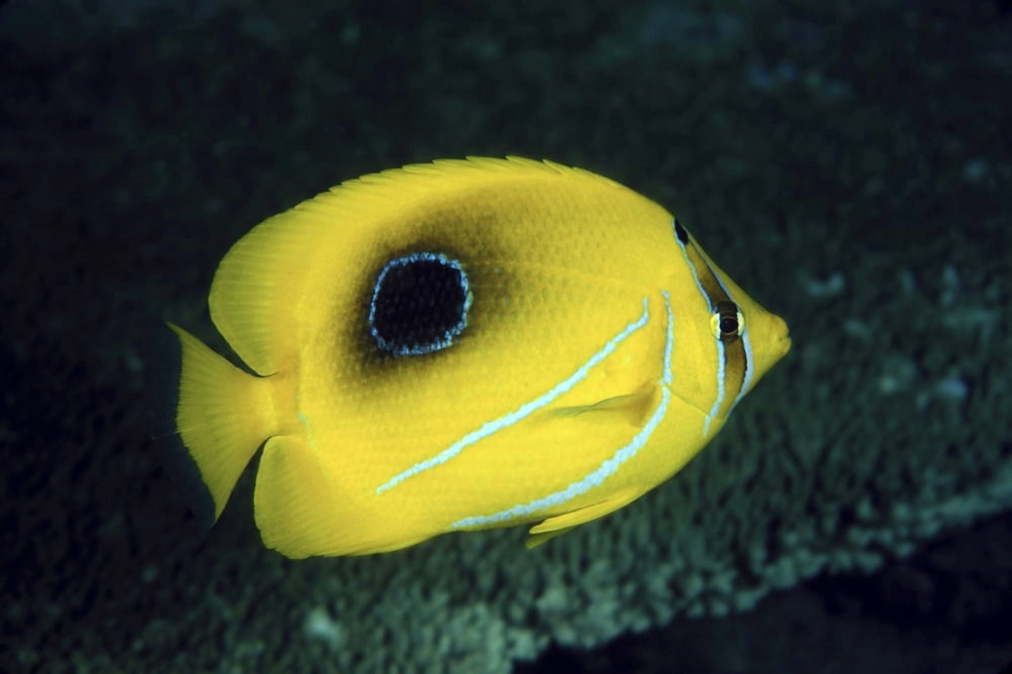 Indonesia Bennetts Butterflyfish (Chaetodon Bennetti) Canvas Art - Dave Fleetham Design Pics (36 x 24)