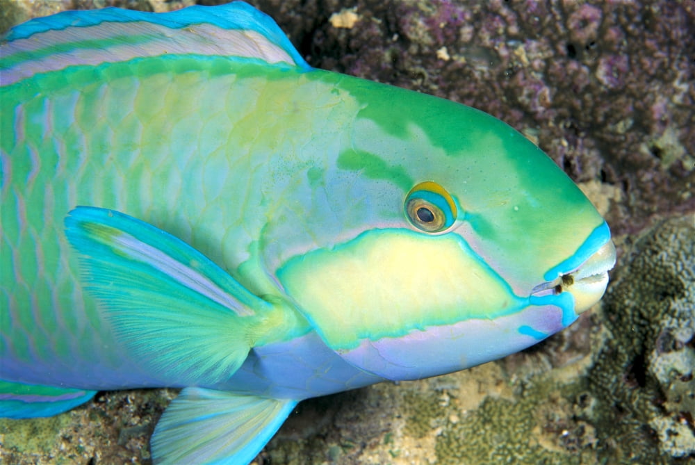 Indonesia Bleekers Parrot Fish (Scarus Bleeker) Close-Up Side View Colorful Canvas Art - Ed Robinson Design Pics (38 x 24)