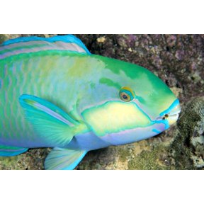 Indonesia Bleekers Parrot Fish (Scarus Bleeker) Close-Up Side View Colorful Canvas Art - Ed Robinson Design Pics (38 x 24)