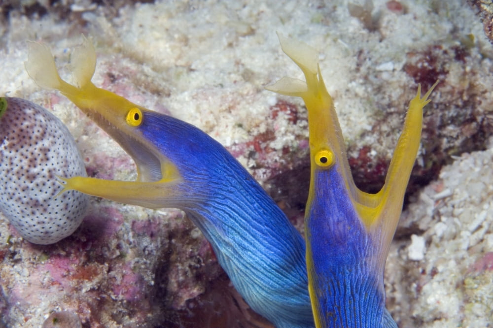 Indonesia Blue Ribbon Eel Pair (Rhinomuraena Quaesita) Head Peeks From Coral Canvas Art - Dave Fleetham Design Pics (18 x 12)