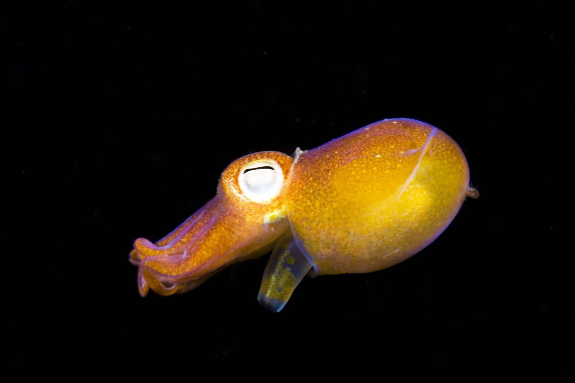 Indonesia Bottletail Squid (Sepiadarium Kochi) Komodo Canvas Art - Dave Fleetham Design Pics (34 x 22)