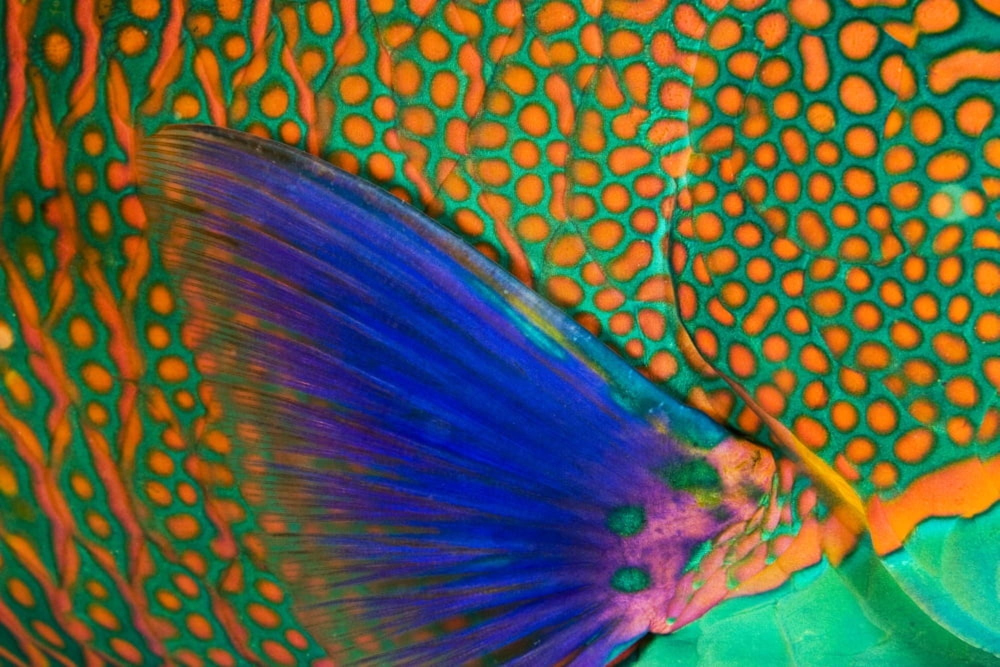 Indonesia Close-Up Of Parrotfish Scales And Pectoral Fin Komodo Canvas Art - Dave Fleetham Design Pics (36 x 24)