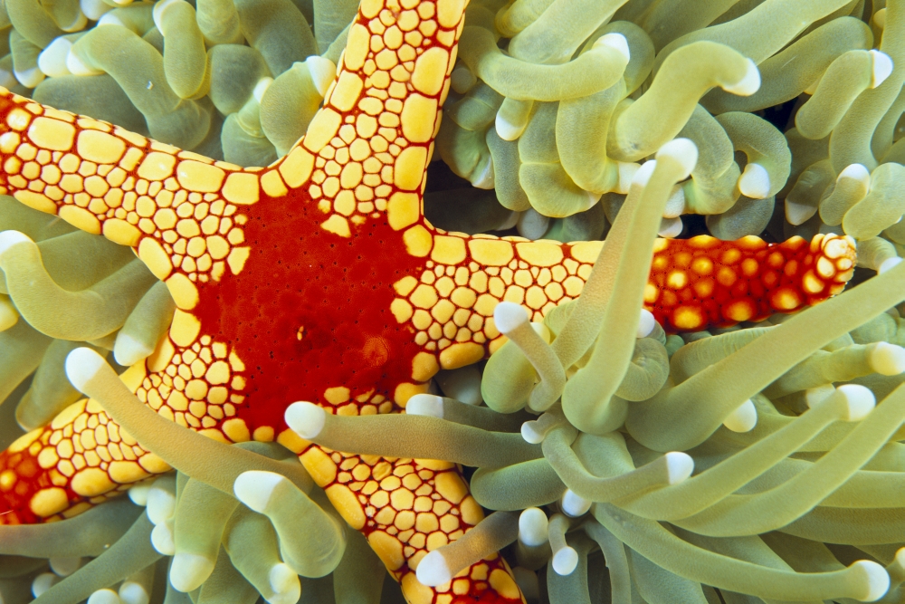 Indonesia Close-Up Of Red And Yellow Sea Star On Hard Coral Green With Whitetips Canvas Art - Dave Fleetham Design Pics (19 x 12)