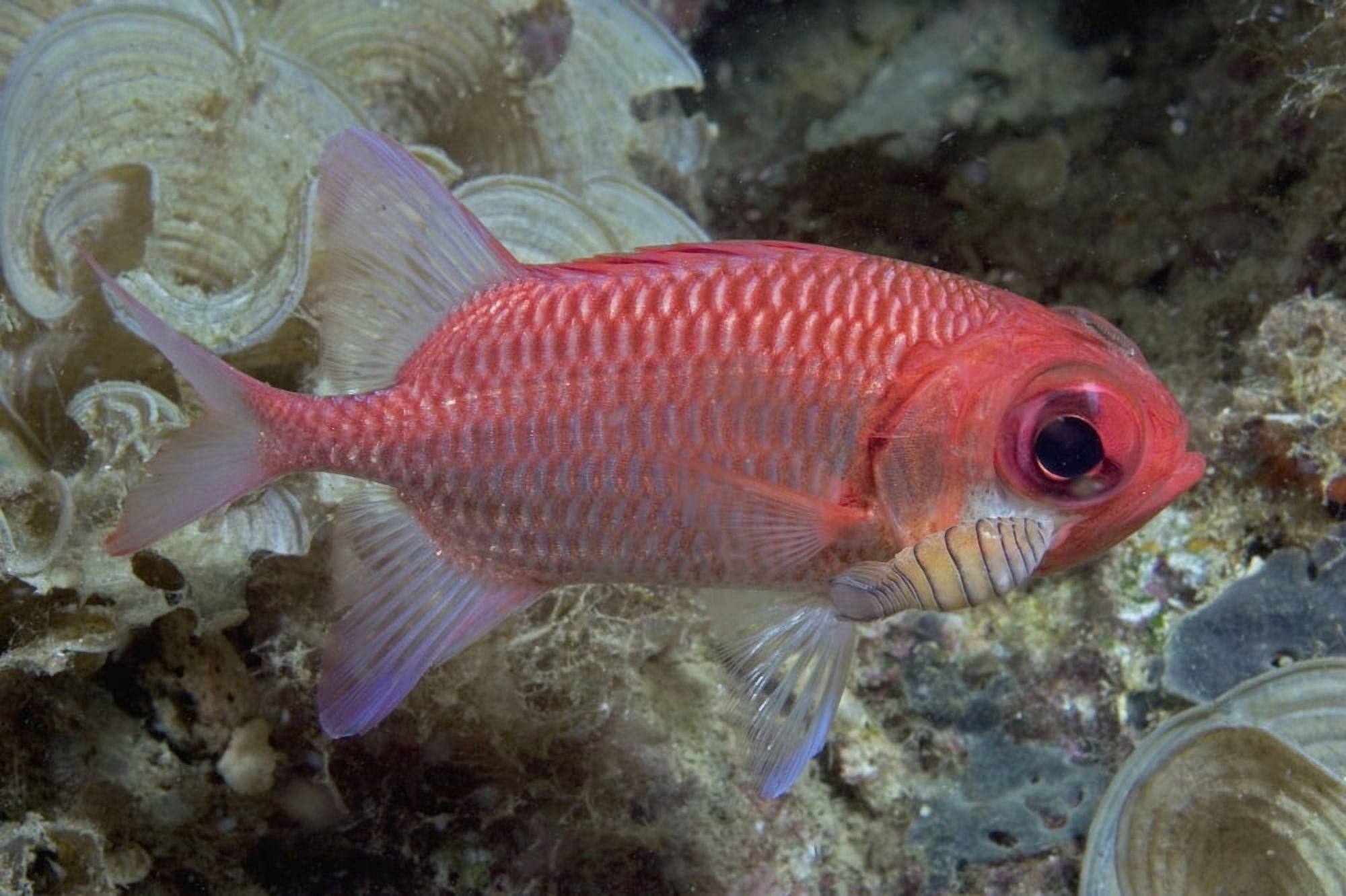 Indonesia Close-Up Side View Of A Pale Soldierfish (Myripristis Hexagona) With A Large Parasitic Isopod Canvas Art - Dave Fleetham Design Pics (36 x 24)