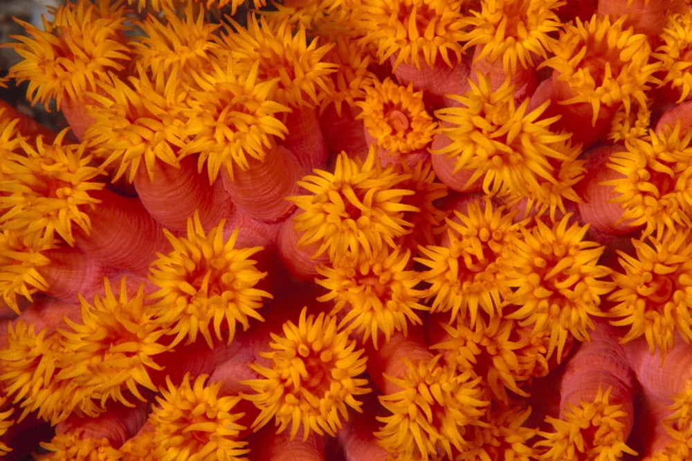 Indonesia Close-Up Top View Of Orange Tube Coral (Tubastraea Sp) Canvas Art - Ed Robinson Design Pics (19 x 12)