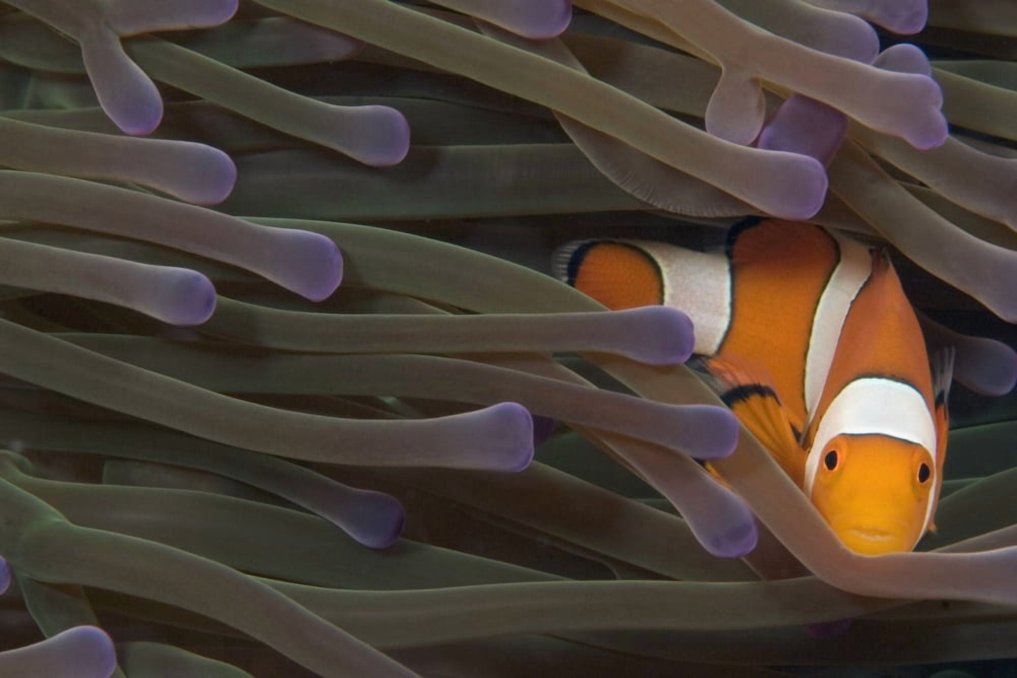 Indonesia Clown Anemonefish (Amphiprion Percula) In Anenome (Heteractis Magnifica) Canvas Art - Dave Fleetham Design Pics (18 x 12)