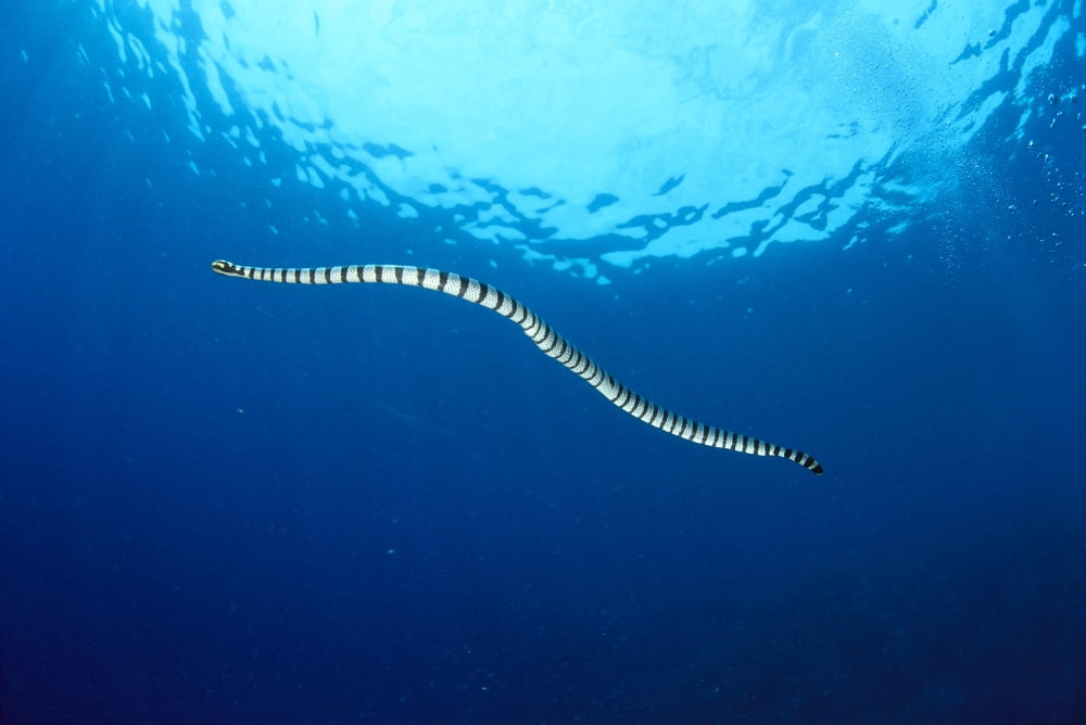 Indonesia Colubrine Sea Snake (Laticauda Colubrina) In Open Ocean Surface Visible A90D Canvas Art - Dave Fleetham Design Pics (19 x 12)