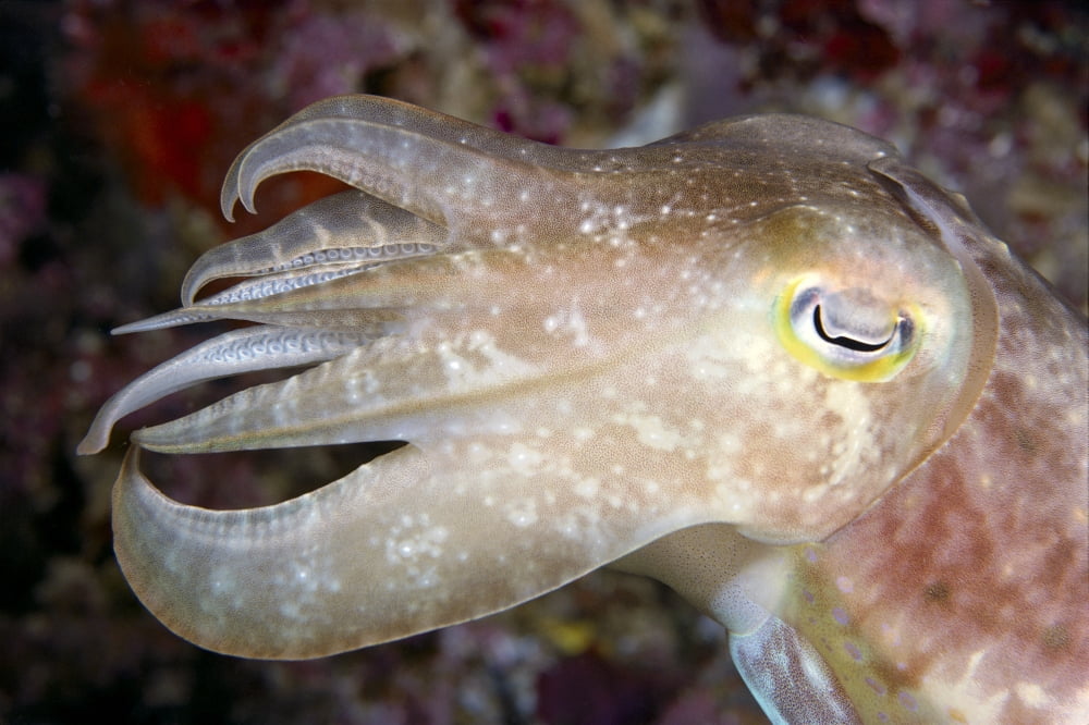 Indonesia Cuttlefish Close-Up Side View With Eye Closed Canvas Art - Dave Fleetham Design Pics (38 x 24)