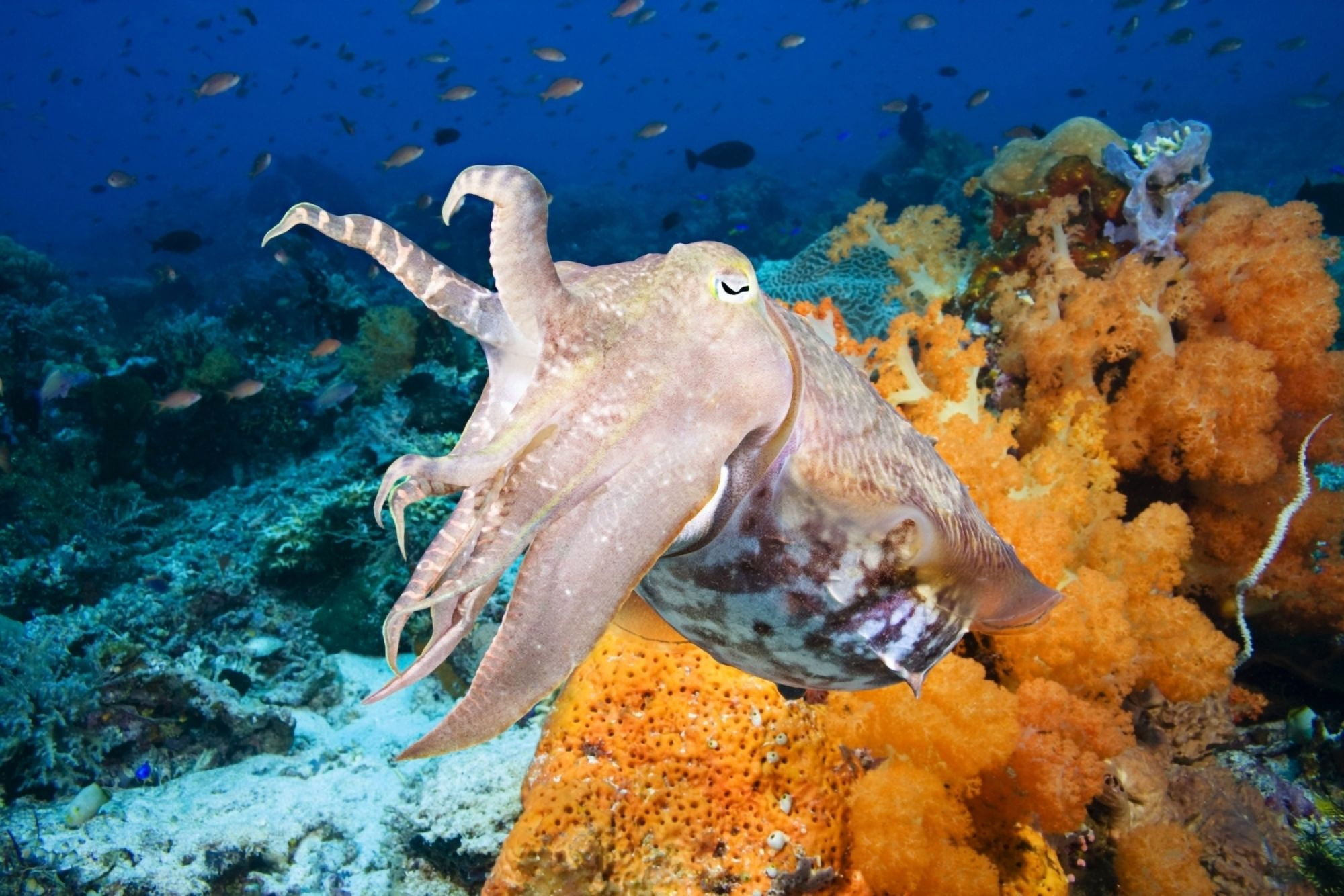 Indonesia Cuttlefish (Sepia Latimanus) Komodo Canvas Art - Dave Fleetham Design Pics (17 x 11)