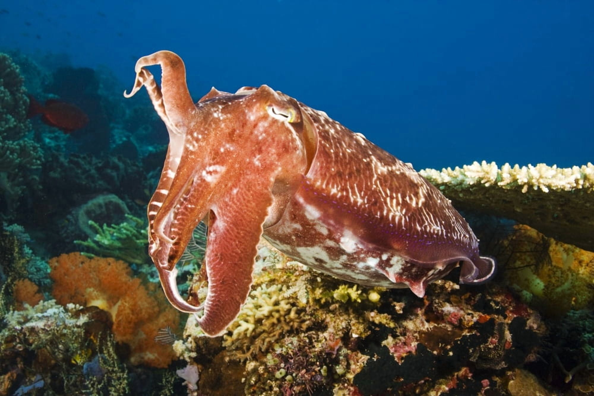 Indonesia Cuttlefish (Sepia Latimanus) Komodo Canvas Art - Dave Fleetham Design Pics (17 x 11)