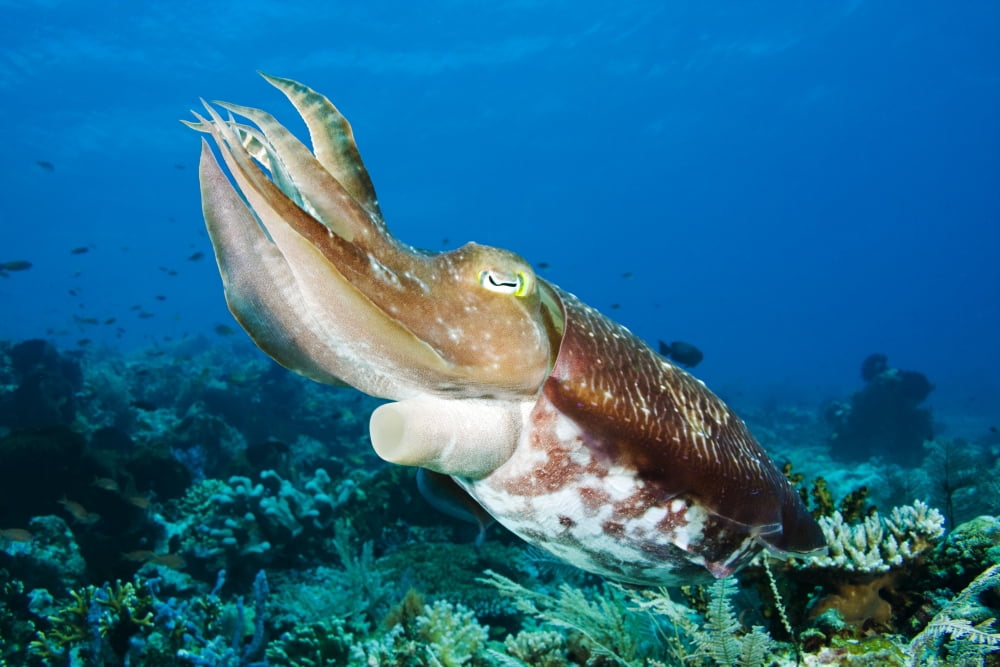 Indonesia Cuttlefish (Sepia Latimanus) Komodo Canvas Art - Dave Fleetham Design Pics (17 x 11)