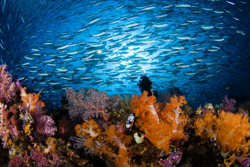 Indonesia Diver And School Of Fusiliers And Alcyonarians Komodo Canvas Art - Dave Fleetham Design Pics (34 x 22)