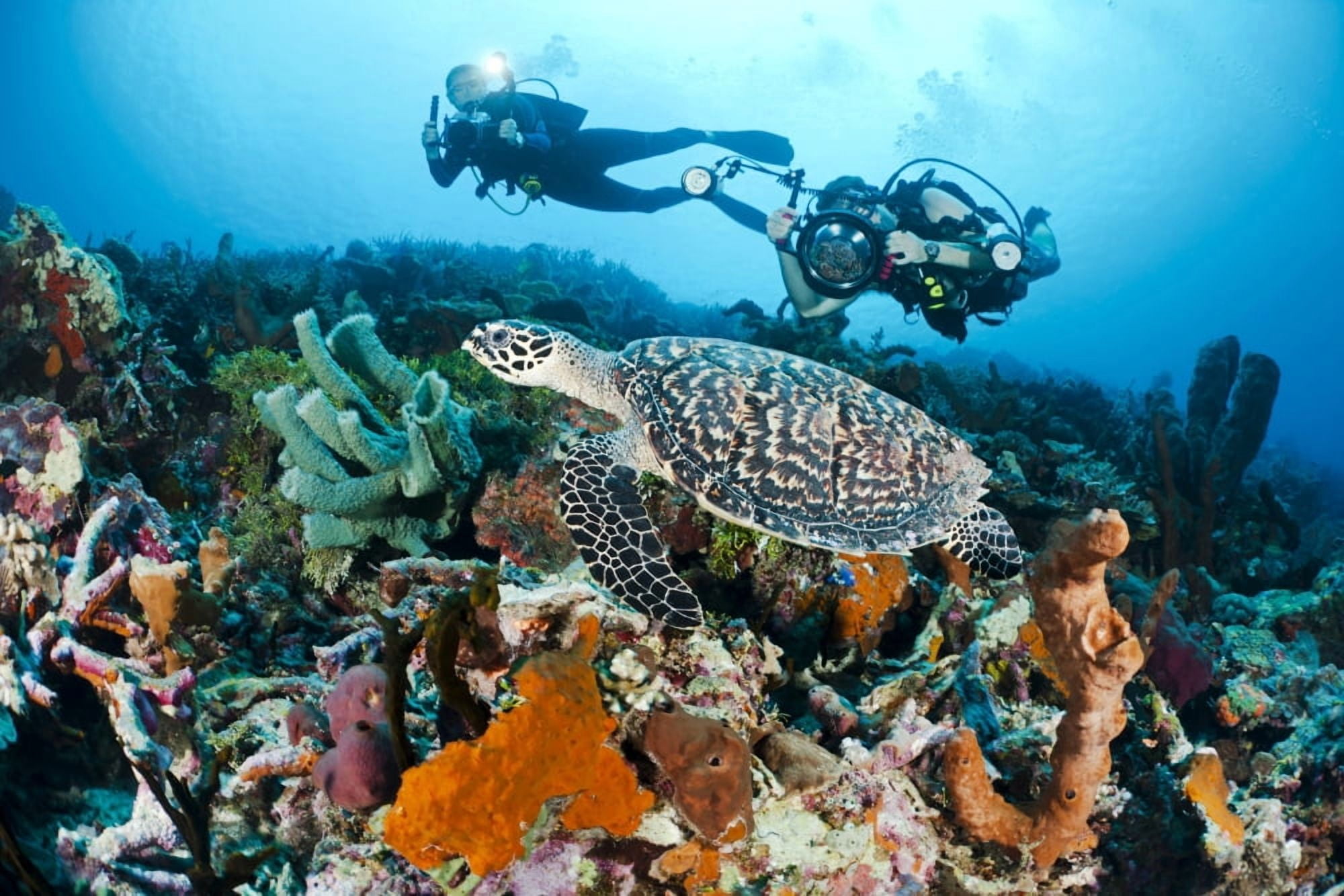 Indonesia Divers Photographing A Hawksbill Turtle (Eretmochelys Imbricata) On A Reef Canvas Art - Dave Fleetham Design Pics (18 x 12)