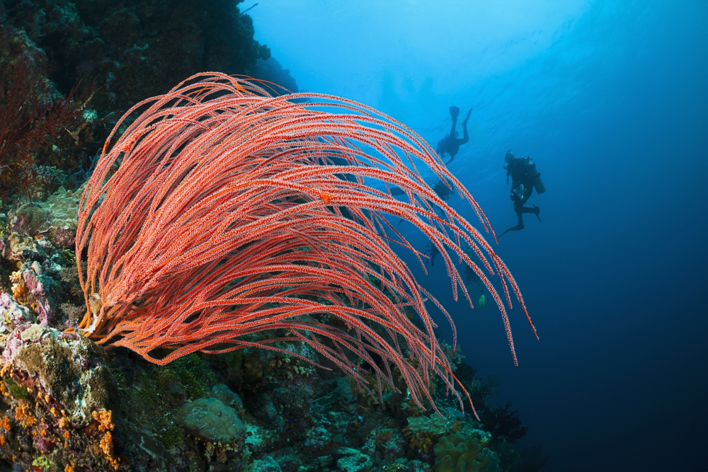 Indonesia Divers and whip coral (Ellisella ceratophyta) on ther reef Canvas Art - Dave Fleetham Design Pics (19 x 12)