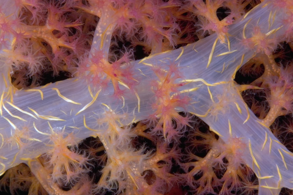 Indonesia Eggs Can Be Seen Through The Translucent Flesh Of This Alcyonarian Coral (Dendronephthya) Canvas Art - Dave Fleetham Design Pics (18 x 12)