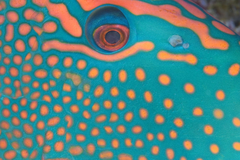 Indonesia Extreme Close-Up Eye Of Bicolor Parrotfish (Cetoscarus Bicolor) Canvas Art - Dave Fleetham Design Pics (18 x 12)