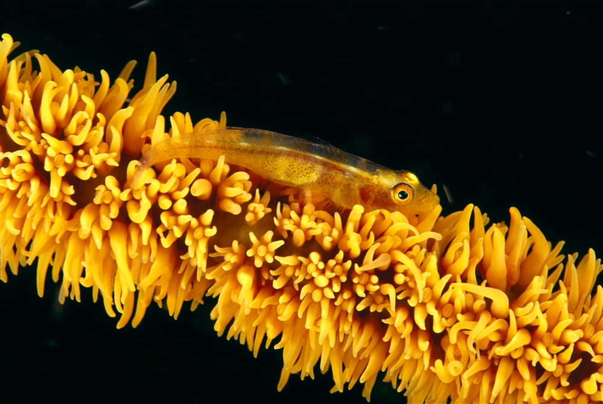 Indonesia Goby On Wire Coral Black Background (Bryaninops Amplus) Canvas Art - Dave Fleetham Design Pics (38 x 24)