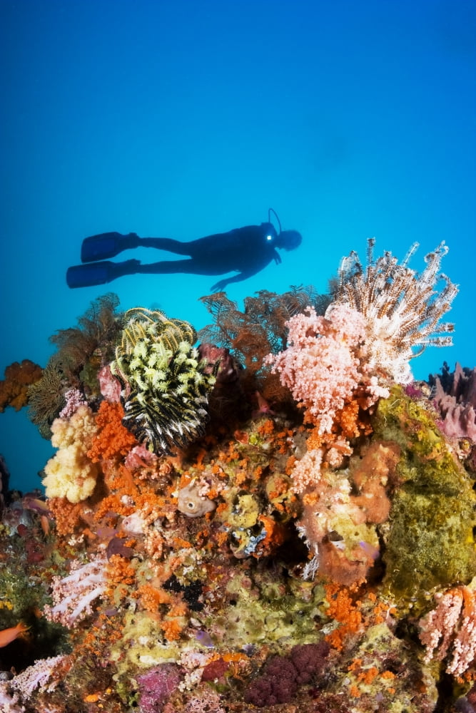 Indonesia Illuminated Colorful Reef And Silhouette Of Diver Canvas Art - Dave Fleetham Design Pics (24 x 36)
