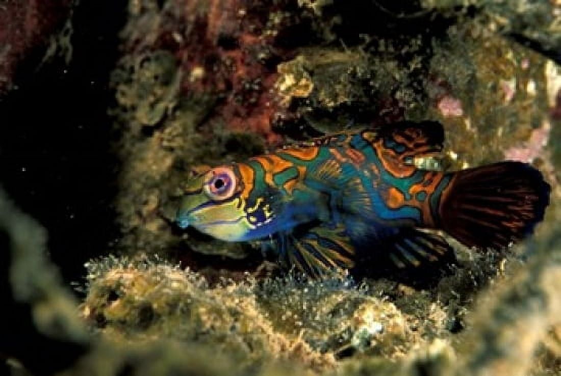 Indonesia Indo Pacific Mandarinfish Canvas Art - Michele Westmorland DanitaDelimont (36 x 24)