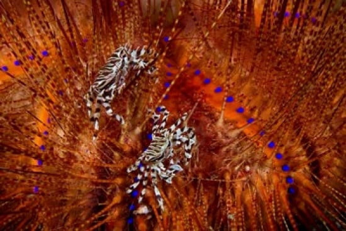Indonesia Lembeh Straits Zebra crabs Marine life Canvas Art - Jaynes Gallery DanitaDelimont (36 x 24)