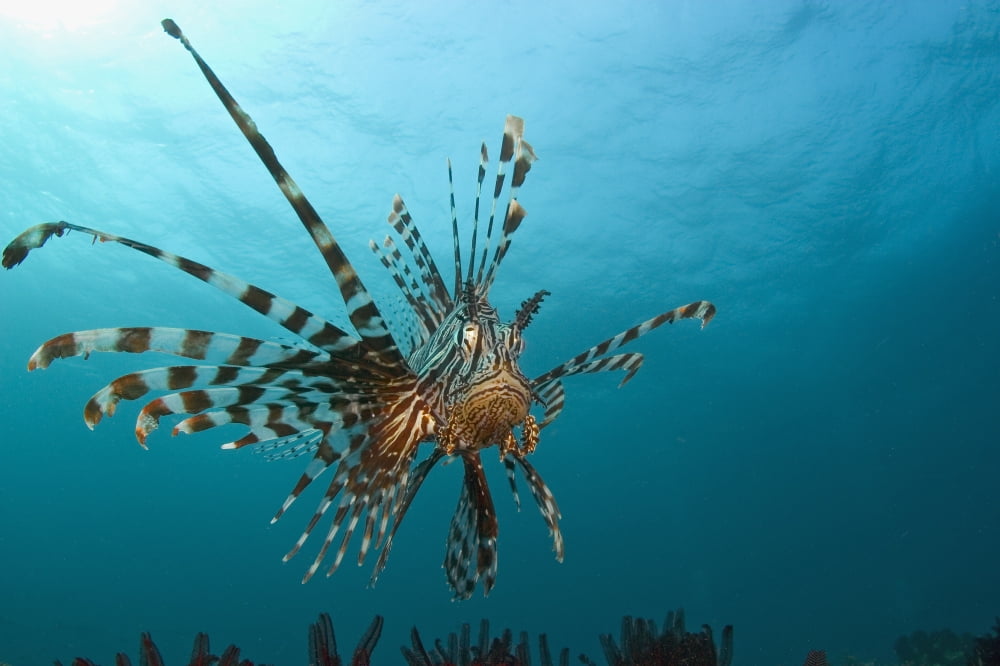 Indonesia Lionfish (Pterois Volitans) Floating Peacefully Above The Reef Canvas Art - Dave Fleetham Design Pics (36 x 24)