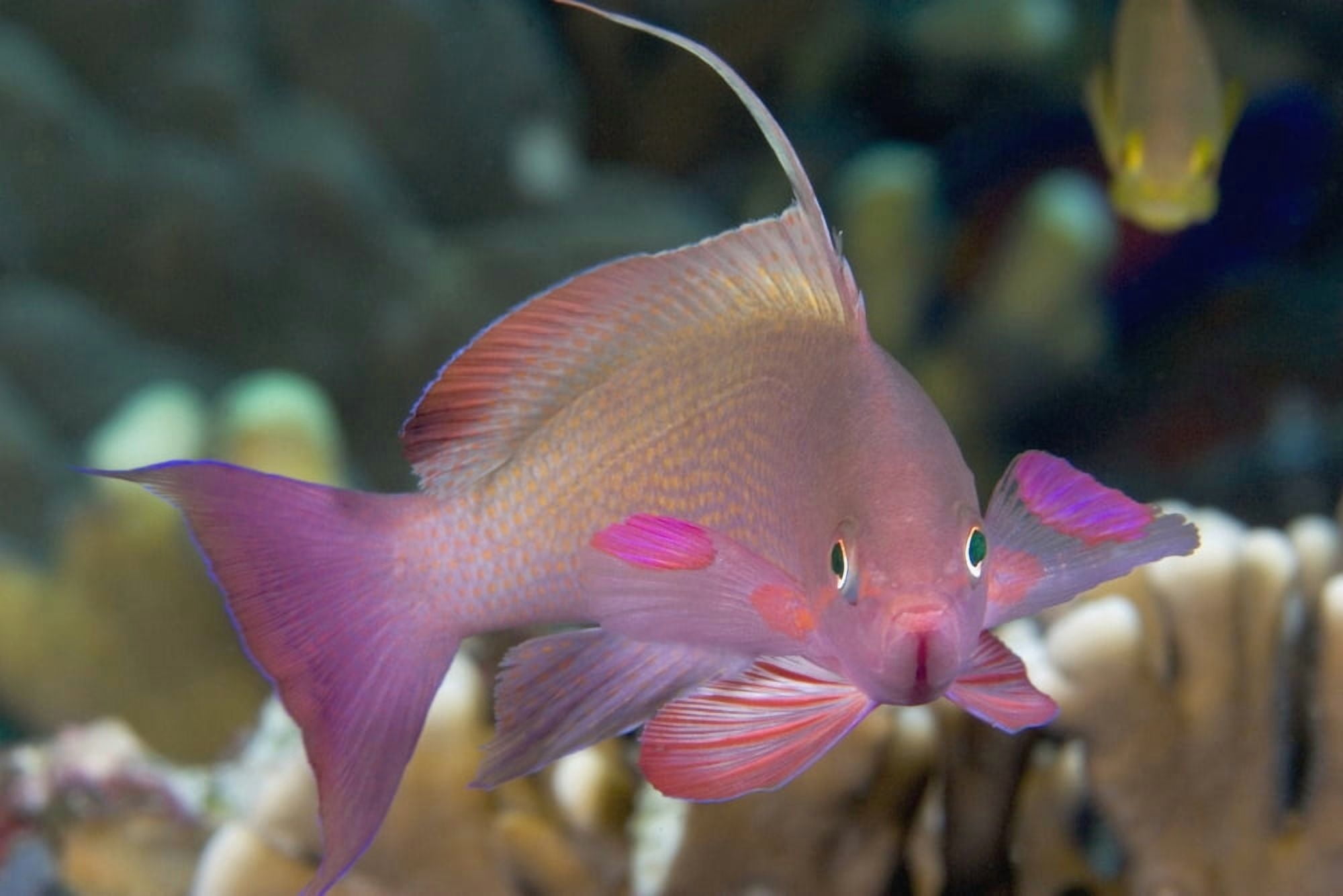 Indonesia Lyre-Tail Anthias Or Basslet (Pseudanthias Cheirospilos) Canvas Art - Dave Fleetham Design Pics (36 x 24)