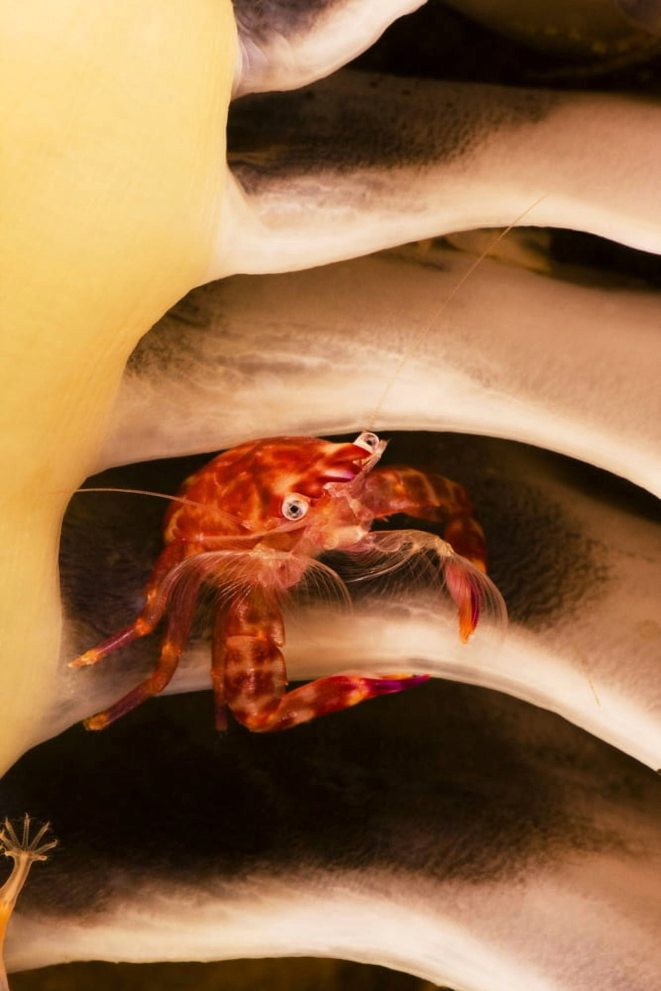 Indonesia Pictured On Seapen Komodo Porcelain Crab Canvas Art - Dave Fleetham Design Pics (22 x 34)