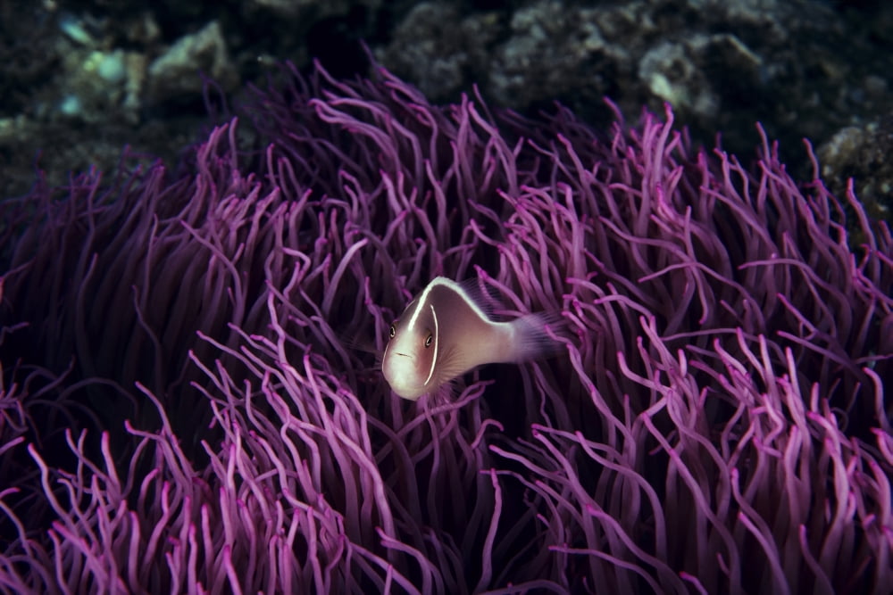 Indonesia Pink Anenome fish in sea Anenome (Amphiprion perideraion) Canvas Art - Ed Robinson Design Pics (34 x 22)