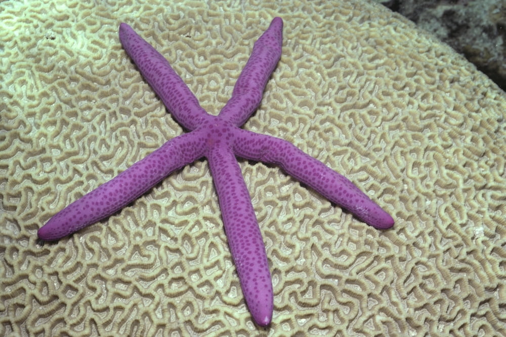 Indonesia Pink Sea Star On Brain Coral Canvas Art - Ed Robinson Design Pics (38 x 24)