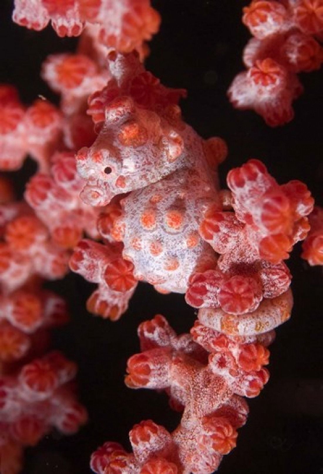 Indonesia Pygmy seahorse seafans Marine Life Canvas Art - Jaynes Gallery DanitaDelimont (18 x 26)
