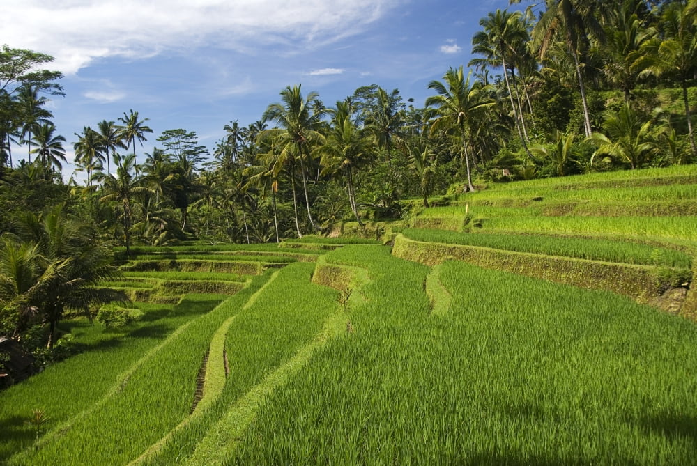 Indonesia Rice Terraces Bali Canvas Art - Richard Maschmeyer Design Pics (34 x 22)