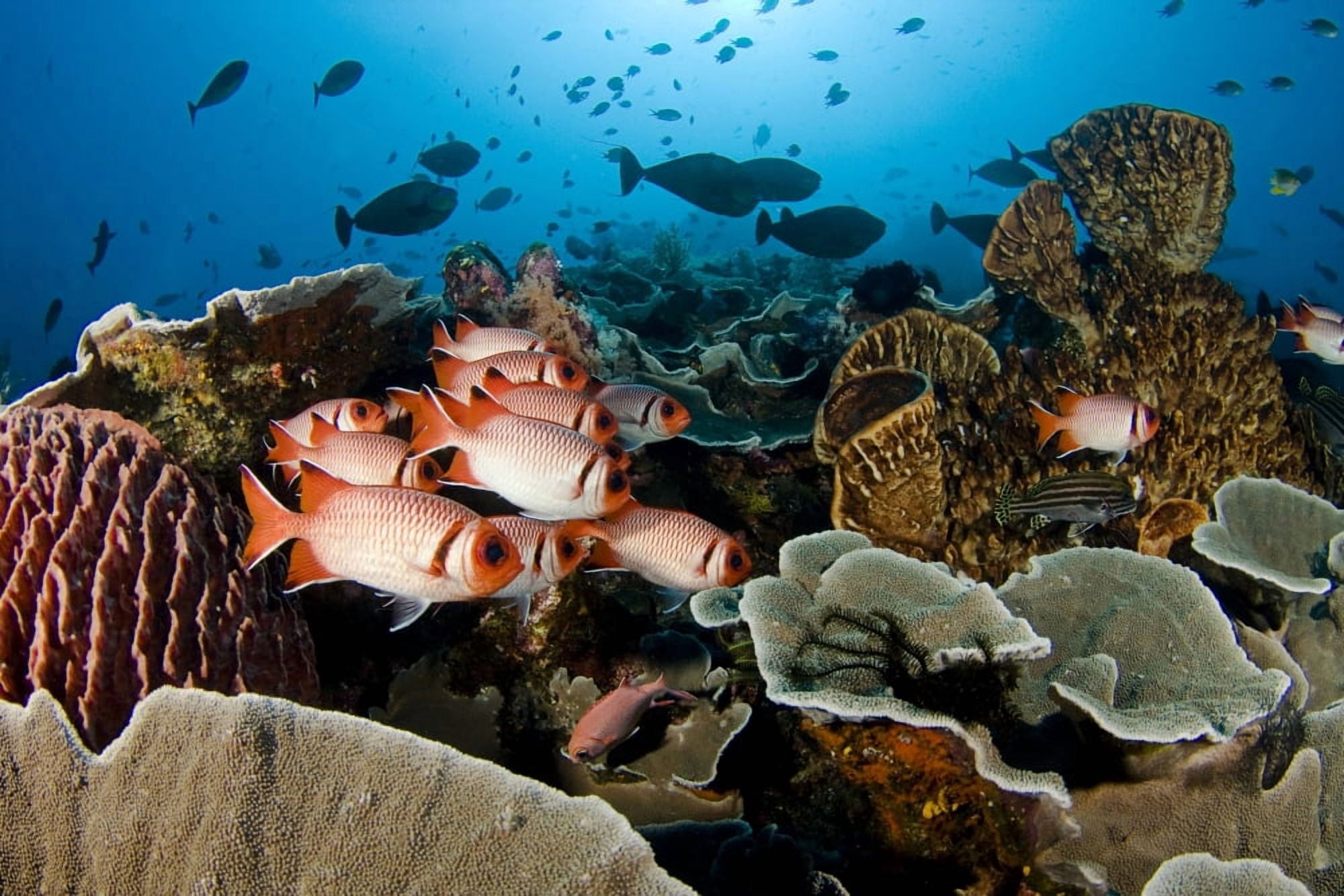 Indonesia School Of Shoulderbar Soldierfish (Myripristis Kuntee) Komodo Canvas Art - Dave Fleetham Design Pics (17 x 11)