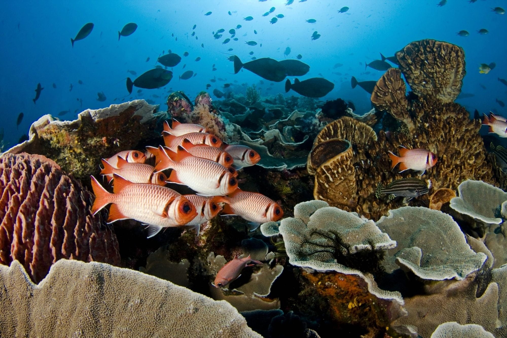 Indonesia School Of Shoulderbar Soldierfish (Myripristis Kuntee) Komodo Canvas Art - Dave Fleetham Design Pics (34 x 22)