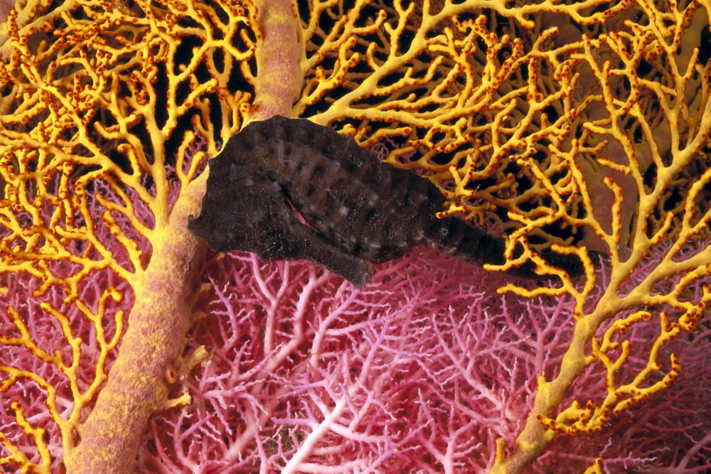 Indonesia Seahorse Against (Hippocampus Kuda) Yellow And Pink Crinoids A90F Canvas Art - Dave Fleetham Design Pics (19 x 12)