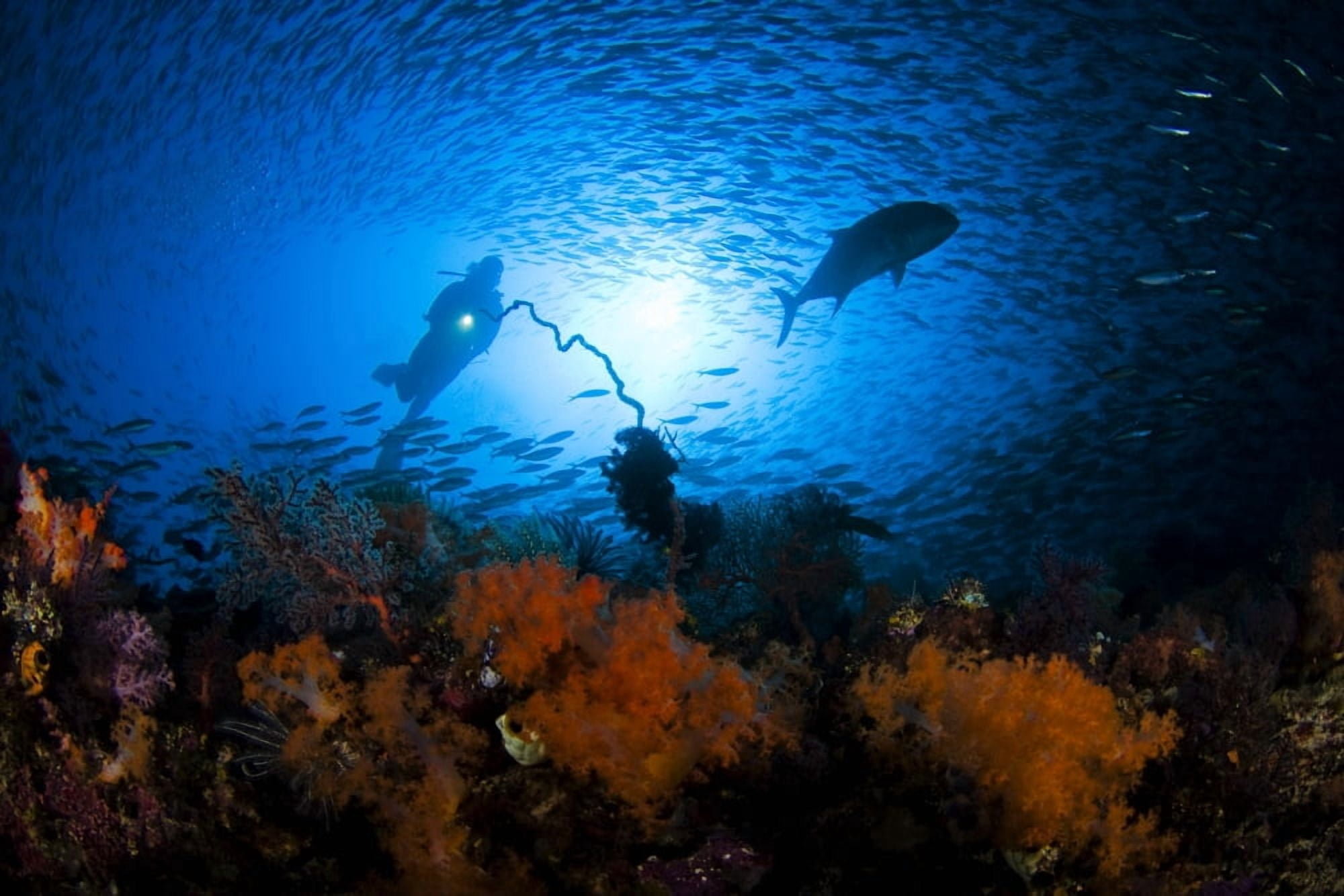 Indonesia Silhouette of diver near reef Komodo Canvas Art - Dave Fleetham Design Pics (17 x 11)