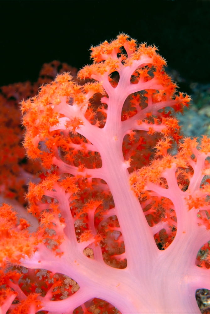 Indonesia Soft Coral Detail Pink Stem With Bright Orange Polyps Canvas Art - Ed Robinson Design Pics (24 x 38)