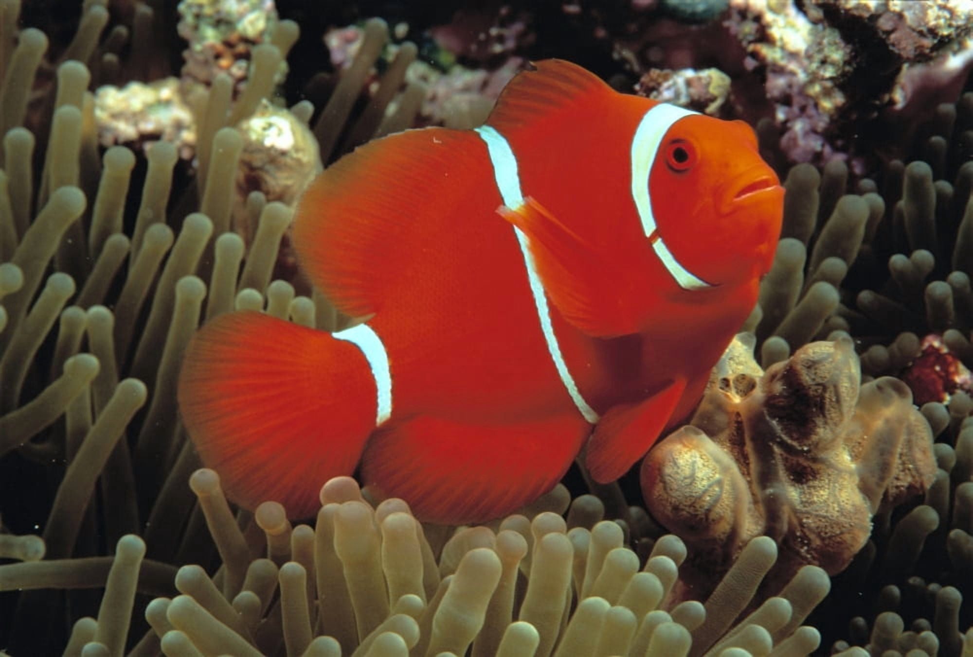 Indonesia Spine Cheek Anemone Fish (Premnas Biaculeatus) B1960 Canvas Art - Dave Fleetham Design Pics (19 x 12)