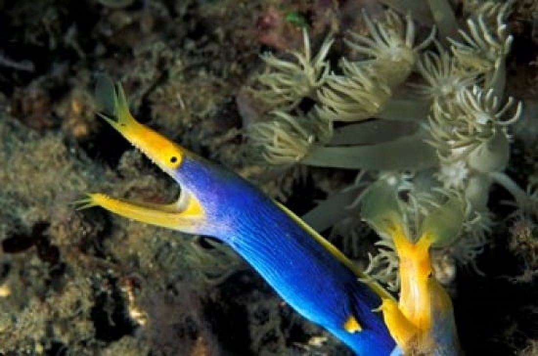 Indonesia Sulawesi Blue ribbon eel marine life Canvas Art - Michele Westmorland DanitaDelimont (27 x 18)