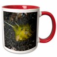 thumbnail image 1 of 3drose, Indonesia, Sulawesi, Lembeh Strait, Cowfish-as11 Bja0233 - Janyes Gallery, 15oz Two-tone Red Mug, 1 of 6