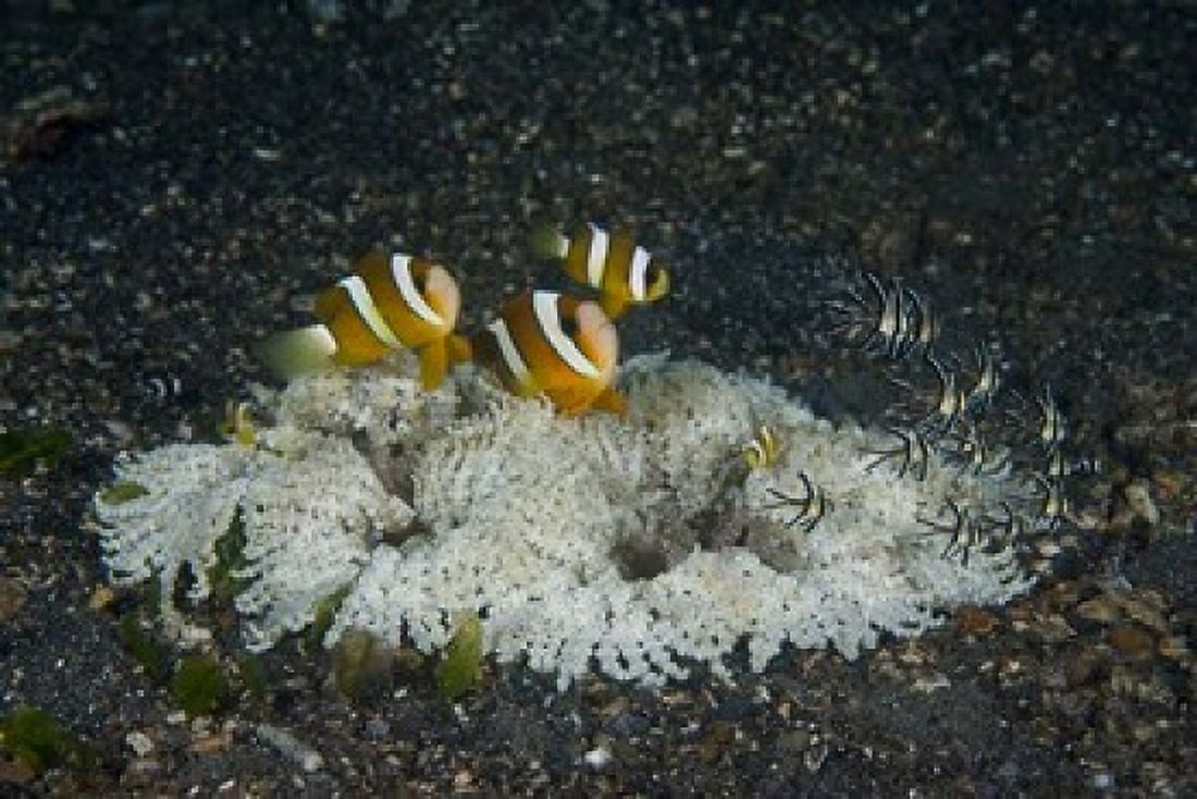 Indonesia Sulawesi Lembeh Strait Marine Life Canvas Art - Jaynes Gallery DanitaDelimont (26 x 18)