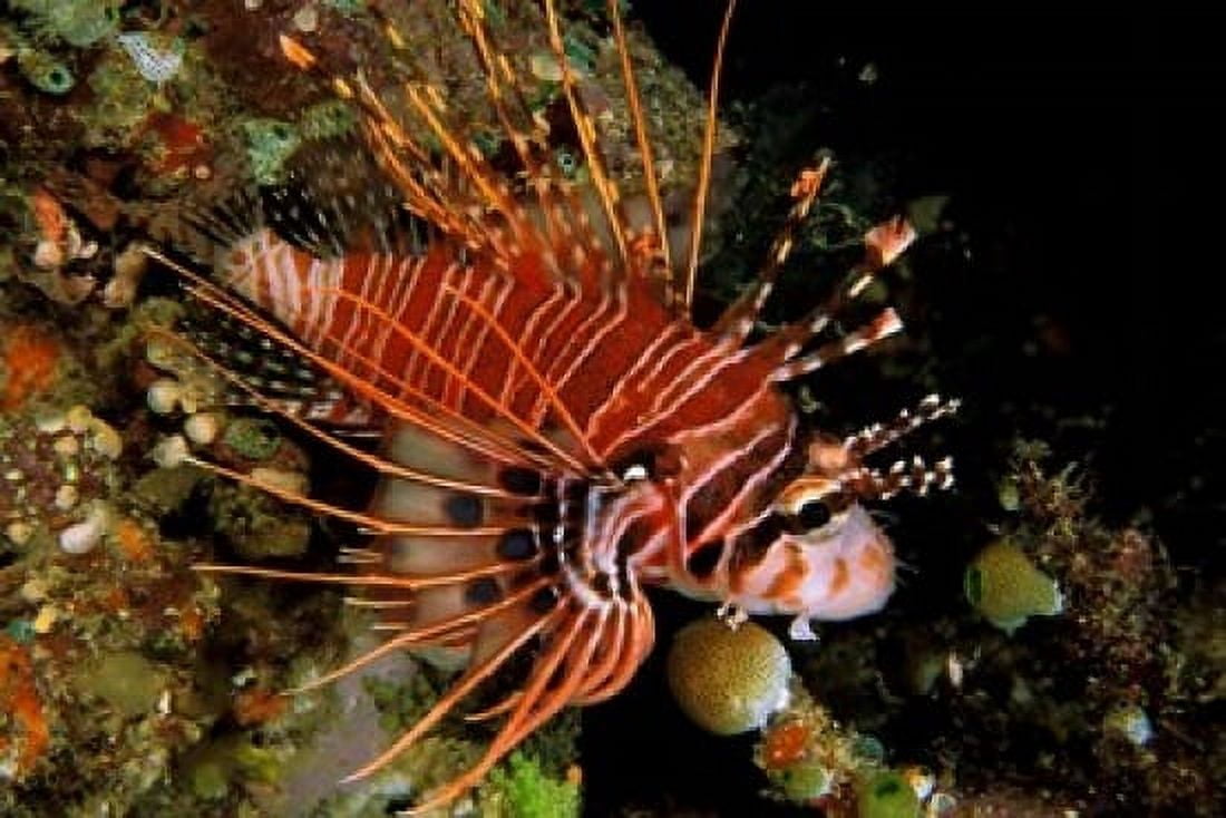 Indonesia Sulawesi Spotfin lionfish Canvas Art - Michele Benoy Westmorland DanitaDelimont (27 x 18)