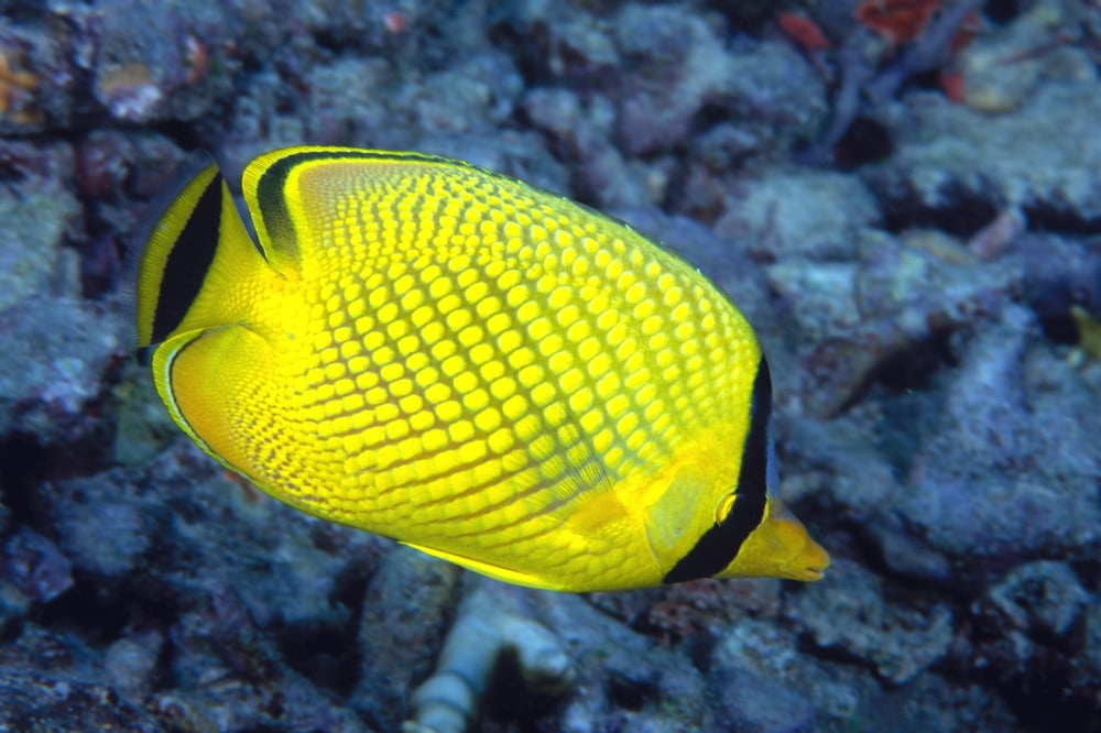 Indonesia The Latticed Butterflyfish (Chaetodon Rafflesi) Canvas Art - Dave Fleetham Design Pics (36 x 24)