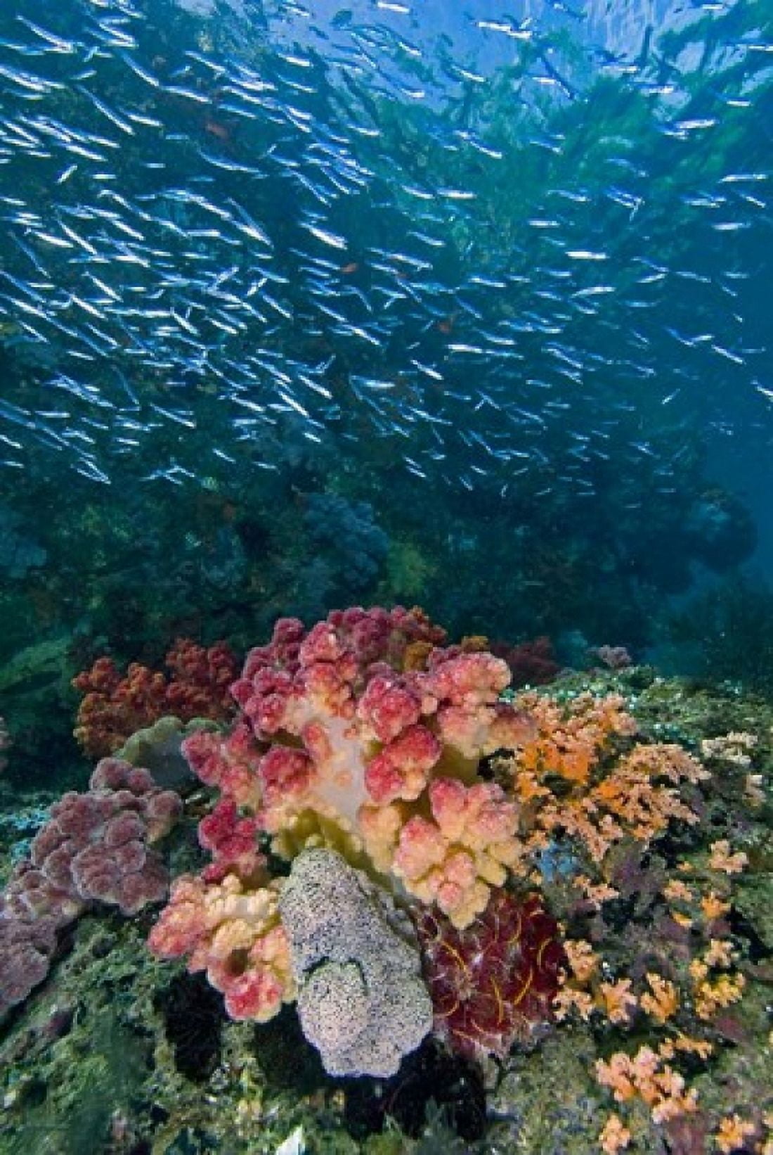 Indonesia Triton Bay Silversides fish Canvas Art - Jaynes Gallery DanitaDelimont (18 x 26)