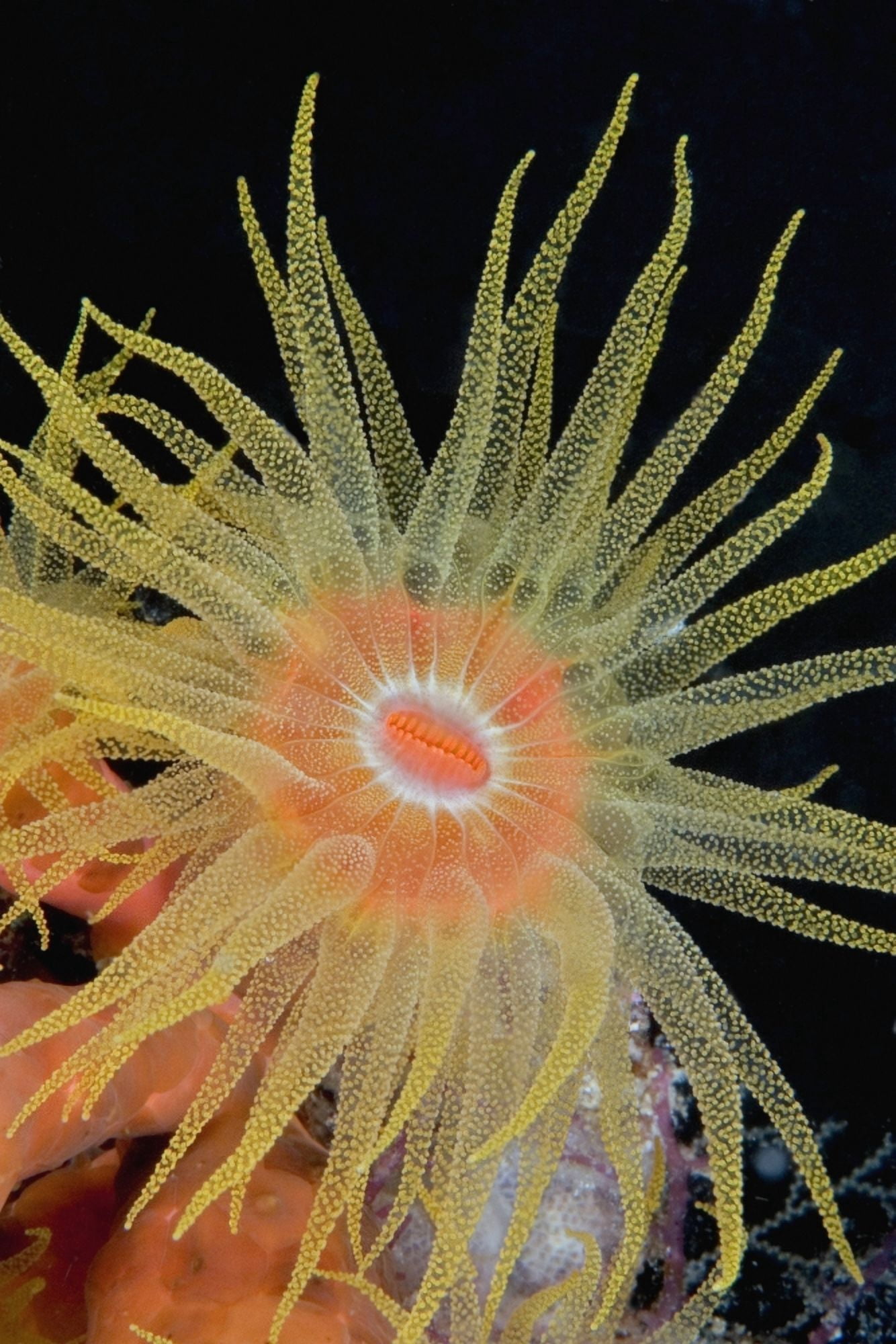 Indonesia Tubastraea Coral Polyp Detail (Tubastraea Faulkneri)In Dark Ocean Canvas Art - Dave Fleetham Design Pics (12 x 18)