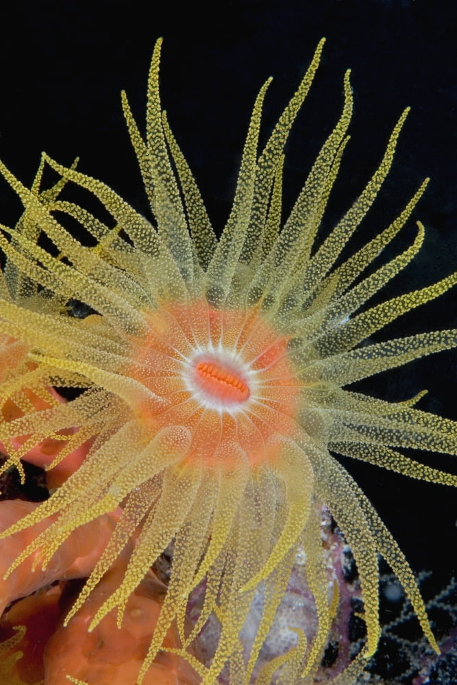 Indonesia Tubastraea Coral Polyp Detail (Tubastraea Faulkneri)In Dark Ocean Canvas Art - Dave Fleetham Design Pics (24 x 36)
