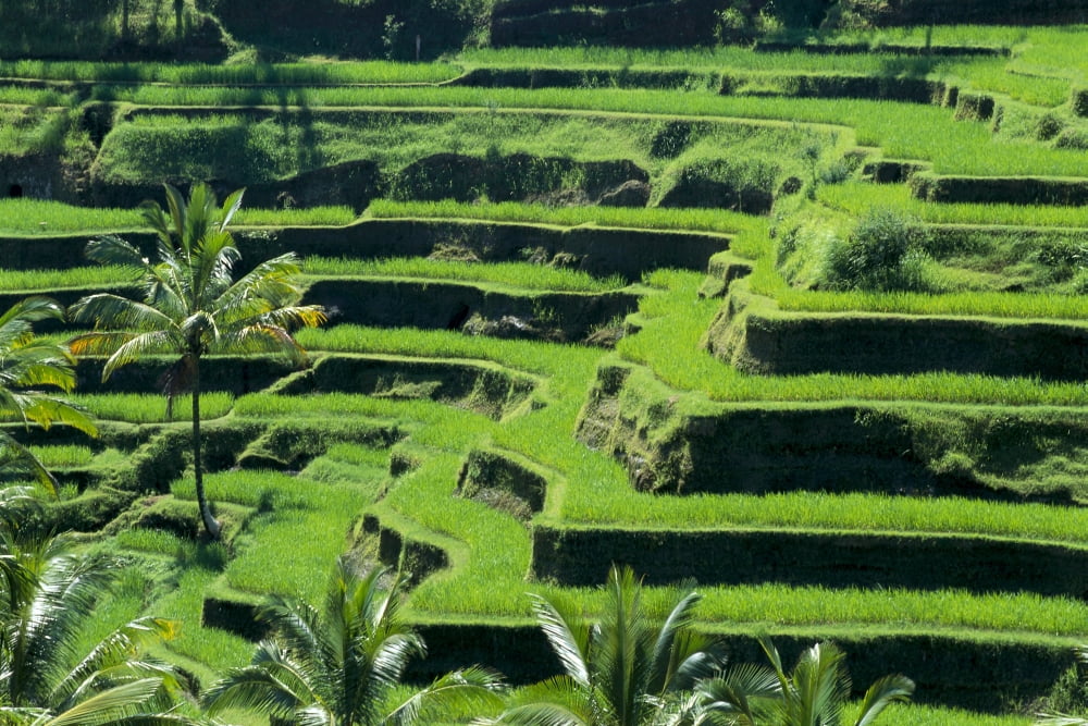 Indonesia View Overlooking Lush Green Rice Terraces Canvas Art - Robert Sablan Design Pics (38 x 24)