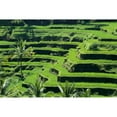 thumbnail image 1 of Indonesia, View Overlooking Lush Green Rice Terraces Poster Print (19 x 12), 1 of 3